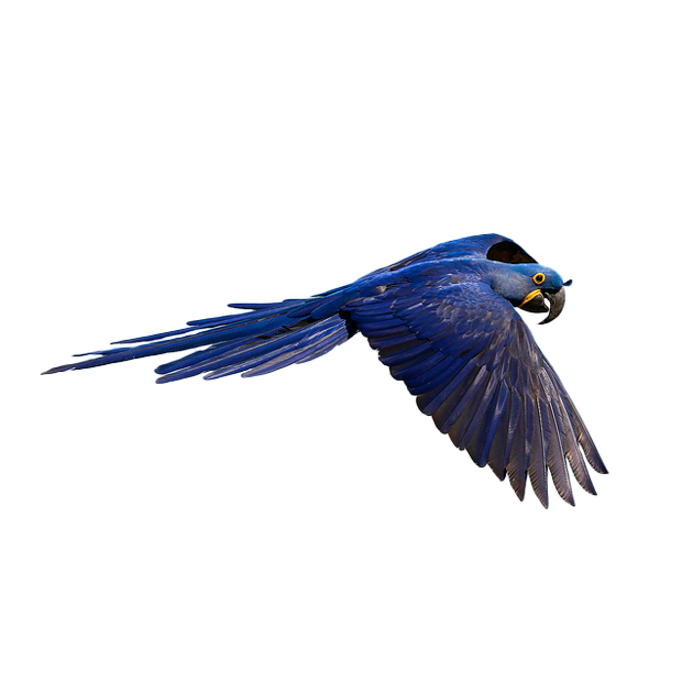Imagem do peixe Arara Azul
